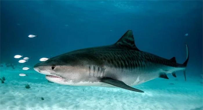 世界上最温和鲨鱼是什么鲨鱼（澳大利亚虎鲨)