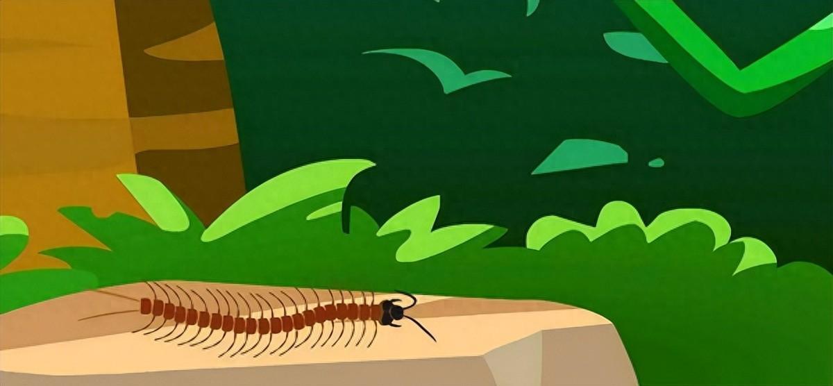 海口海关截获5条“世界最大最毒”蜈蚣！啃吃毒蛇，30秒毒杀老鼠
