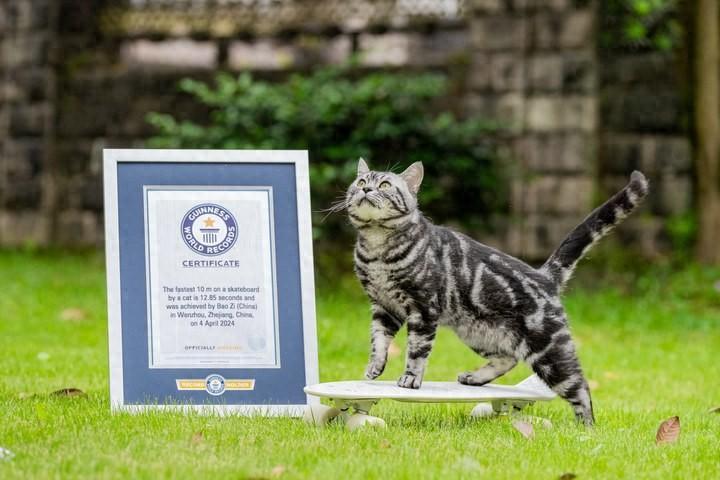 全世界最快！温州“滑板猫”创下吉尼斯纪录