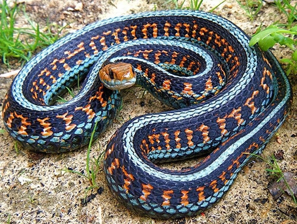盘点世界上最漂亮的10种蛇：第一名来自中国，不愧是蛇中花魁