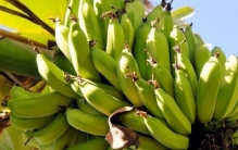 中国产量最高的十大热带水果，香蕉、荔枝和龙眼包揽前三名