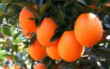 江西有什么特产可以送人？江西省特产十大代表排行榜