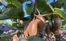 猕猴桃什么品种好吃？十大最好吃的猕猴桃排名