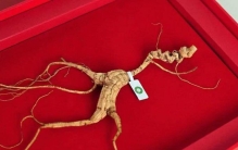 中国最名贵的五大天然补品，冬虫夏草、野山参榜上有名