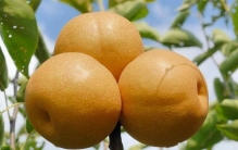 上海有哪些土特产？上海土特产排行榜前十名