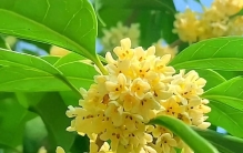 中国十大名花，你喜欢哪几种