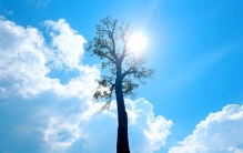 世界上最高的树，那棵突破天际的巨树，到底有多高？