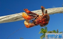 世界上最大的陆生螃蟹，体型长达一米！