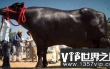 世界上最贵的牛，一年开销比人都多。