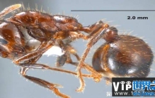 世界上十大最小动物排名榜