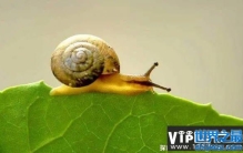 牙齿最多的动物是什么（蜗牛）