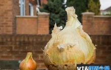 世界上最大的洋葱 重达到8公斤的巨型洋葱(已突破纪录)