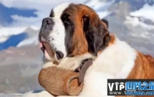 世界最大的狗排行榜 全球十个最大的狗