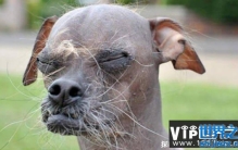 中国最丑的狗（中华冠毛犬）