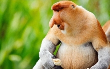 比人还重！世界上最重的10种灵长类动物有多惊人？