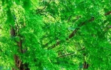 中国最著名的10棵树：植物也是有“情感”的