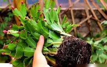 “超级怕水”的8种绿植，水勤爱烂根，管住手