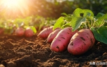 3大长寿食物排行榜！红薯才排到第三，第一名竟是它，要常吃