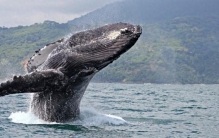 世界十大最重动物盘点：从陆地巨兽到海洋霸主