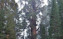 世界最大的树——雪曼将军树，为啥连伐木工人都舍不得砍它？