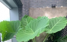 老太太捡了一棵绿植，种家门口，2个月长成巨无霸，网友：报恩花