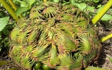 首次！一保护区发现现存最古老的种子植物稳定种群