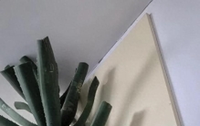 辽宁一阿姨，因“养出芦荟大树”而走红，比人还高大，太壮观了