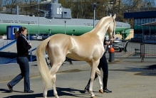 世界十大最贵的马