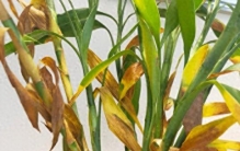 假如绿植店老板说真话：这10种网红绿植，“5可买，5不买”，牢记