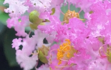 养花看见这种胡须一样的根，赶紧剪下来，插土里就活