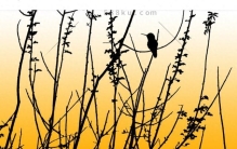 揭开神秘面纱—世界最小的鸟究竟是哪种？它们奇特生活令人惊叹!