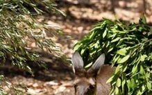 世界上最高的岛上山峰：查亚峰