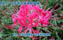 #植物百科