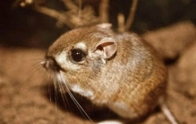 全球10大特有动物：只在某一角落存在，每一种都是自然奇迹