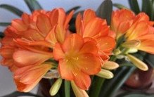 典雅大气的“富贵之花”-君子兰。