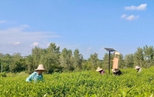 茶园披“绿毯” 树下藏好茶