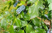 有一种植物，叫“十大功劳”，浑身是宝，你可知？