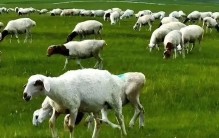 中国10大顶级最美草原排行榜，你去过几个