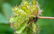 含羞草"午休"的秘密