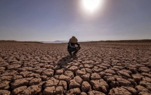 在干旱和高温下，哪些植物最顽强？