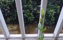 女子家“砖缝里的花，开成最美的样子”：不被看好的，偏偏最争气