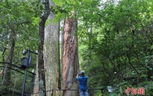 探访全球最大柳杉古树群 走进浙江天目山“大树王国”