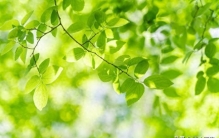 铁：植物的“生命之血”！功能、用时与搭配的科学指南