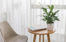 客厅摆放什么绿植最好看?