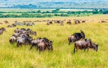 十八世纪奴隶贸易：人类历史上最黑暗的罪恶高峰