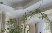 建议你客厅养这10种绿植，氛围感拉满，高级又治愈~