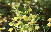 国产球根植物“之光”，优秀到没缺点，因名字奇怪，很少人知道