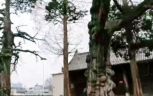 桐柏之最l 古树名木