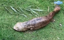 放牛的大姐，居然在野外偏僻的芦苇荡里面，发现了奇怪的生物