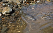 绝迹多地！05年青海牧民发现世界最大条，专家赶到已死亡